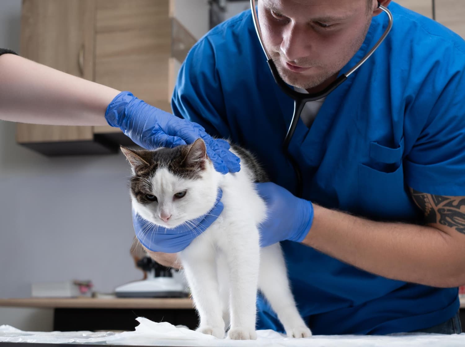 Furdoo Vet Consultancy